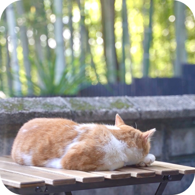 写真:猫が寝ています